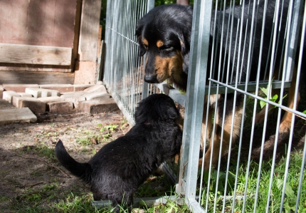 Apollo und Bele Apollo und Bele