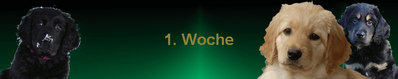 1. Woche